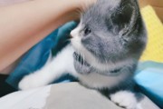 酷跑羊小妃妃（华丽画面、创新玩法、成瘾指数爆表，让你沉迷其中！）